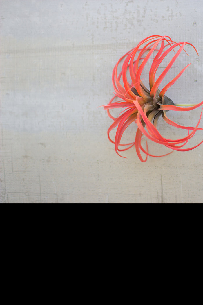 10" Flocking Red Airplant