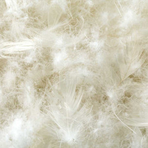 Cotton Encased Down Blend - ReeceFurniture.com